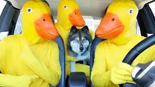 Kakoa's Favorite Stories With Rubber Ducks!