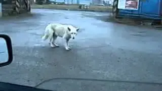 Собака дэнс дэнс