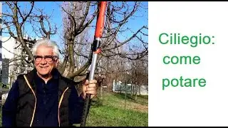 ciliegio, come potarlo