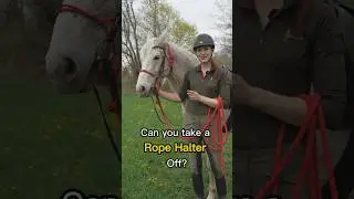 How To Take A Halter Off With A Bridle On 🤯