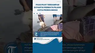 Ikan Paus Pilot Sirip Pendek yang Terdampar di Pantai Permata Pilang Kota Probolinggo Masih Anakan