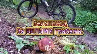 Тихая охота.Удачный вело поход за белыми грибами.