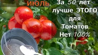 Томаты Вмиг Заплодоносят, Фитофторы у помидор Не Будет Никогда Подкормите в Июле