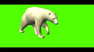 Polar Bear Walking Green  Screen | Green Screen Cartoon | 