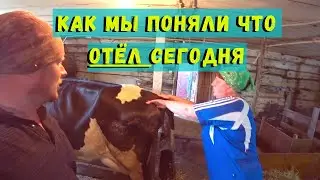 У нас прибавление. Поздний отел коровы 2021. Молоко течёт ручьём.  Признаки отёла коровы.