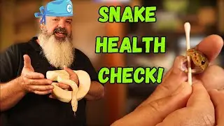 How To Do a Health Check On a Snake