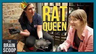 What's Chicago doing about its (major) rat problem?