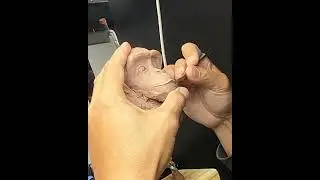 Chimpanzee clay study 
