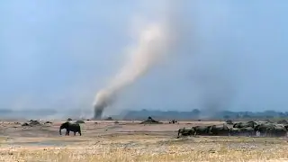 A sandstorm takes a wild baby elephant!