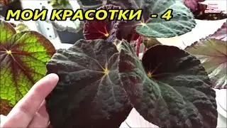 МОИ КРАСОТКИ Бегонии ❤️ Часть 4