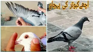 ache kabootar ki pehchan | racing pigeons ki pehchan 2024 | Hoe to Identify Racing Pigeon