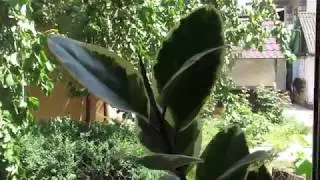 Если фикус не хочет расти, сделайте так! Следы трипсов на фикусе.