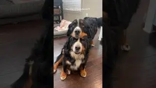 My Bernese Mountain Dog Loves His Rescue Sister 🤍