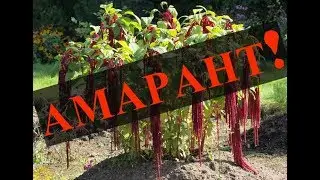 ДЬЯВОЛЬСКОЕ РАСТЕНИЕ - АМАРАНТ!