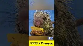 Porcupine / সজারু