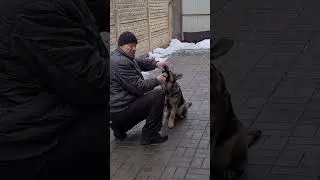 Выбор щенка. Принцип - взаимосвязь характер/хватка. The choosing of the Puppy.