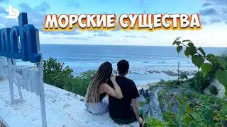 Морские существа, редкие фрукты и ПДД на Бали :) 