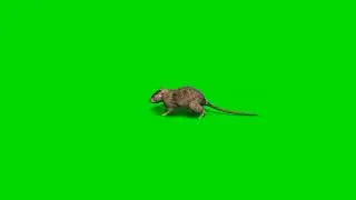 Rat Green Screen Videos 4K - [ CHUHA ] Chroma Key Effect Royalty Free♏