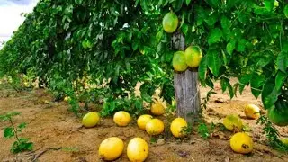 NÃO PLANTE MARACUJÁ ANTES DE VER ESSE VÍDEO!!!