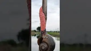 Если вы увидите эти красные шарики, сразу же раздавите их! 😲✨