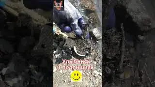 Страшная находка ! Что делать ?