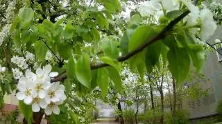 Майская белая вьюга