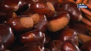 Quebra de produção não compromete a qualidade da castanha em Valpaços