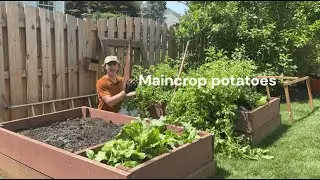 Harvesting Potatoes + How to Garden Efficiently