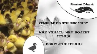 Как узнать, чем болеет птица. Вскрытие птицы.