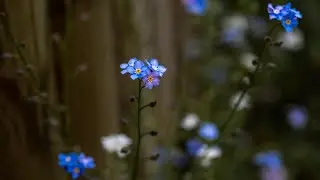 Душевная Музыка  и Мягкое Пианино | Chris Wonderful