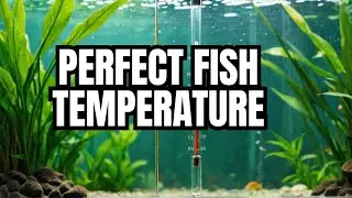 The Perfect Aquarium Temperature Ranges For Your Fish