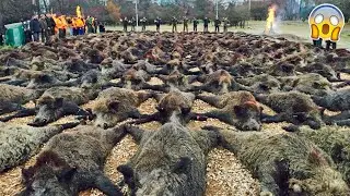ESSA NOVA ESTRATÉGIA DOS FAZENDEIROS ESTÁ ACABANDO COM JAVALIS!