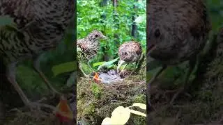 Birds feeding