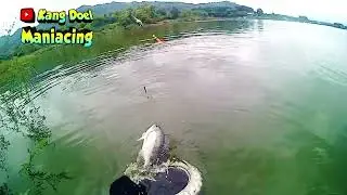 TILAPIA STRIKE