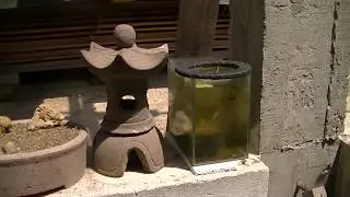 Лотос из семян с алиэкспресс. Интересные наблюдения.