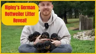 Ripley Timit Tor & Kapetan Timit Tor's German Rottweiler Puppies | Litter Reveal!!