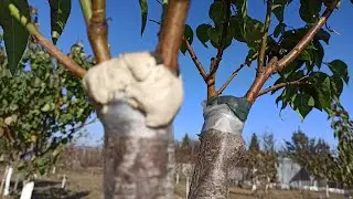 When to remove the grafting tape after grafting a tree