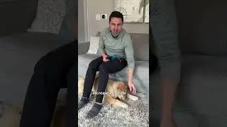 How to keep your dog safe in public!