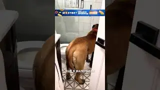 Большой пёсик везде застревает 😂 