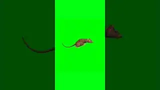 3d Mouse Green screen running video 
