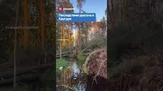 Последствия урагана в Каугури / АЙНАРС ШЛЕСЕРС