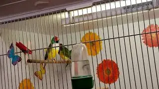 Оставить птиц одних на выходные