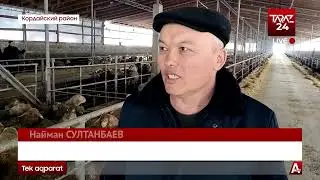 ОТКОРМ СКОТА В КОРДАЙСКОМ РАЙОНЕ