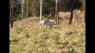 Деревенские поскакушки. Кенай, Вики и Хася