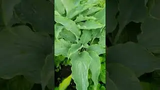 хоста Нептун 