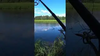 Летняя рыбалка на поплавок и живца. Ловля щуки на жерлицу. #shorts  #рыбалка #fishing #рыба #щука