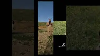 barzan kakamen