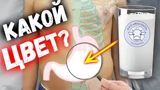 КАКОЙ ЦВЕТ У МОЛОКА В ЖЕЛУДКЕ?
