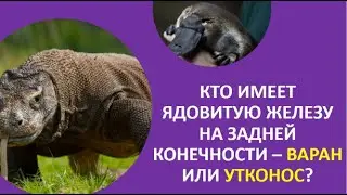 10. Кто имеет ядовитую железу на задней конечности — варан или утконос?