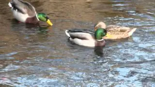 Swimming Ducks